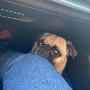 Meet your Posher, Berenice